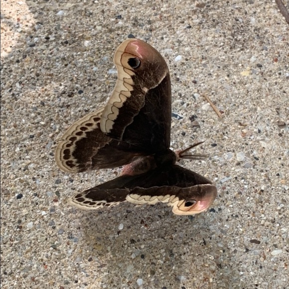 🌞🌻 W H O  I  A M🌻🌞 - Picture 1 of 4